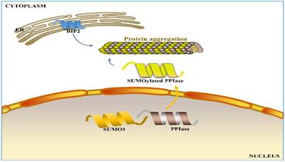 Wheat Quality Formation and Its Regulatory Mechanism